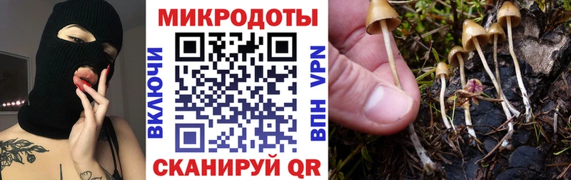 blacksprut зеркало  Калининец  Псилоцибиновые грибы Psilocybe 